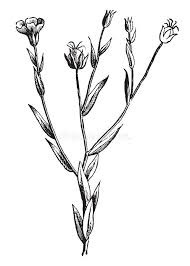 Attēlu rezultāti vaicājumam “Linaceae”