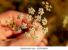 Attēlu rezultāti vaicājumam “Pimpinella saxifraga”