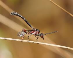 Attēlu rezultāti vaicājumam “Gasteruption jaculator imago”