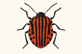 Attēlu rezultāti vaicājumam “Graphosoma lineatum”