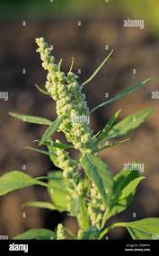 Attēlu rezultāti vaicājumam “Chenopodium album flower”