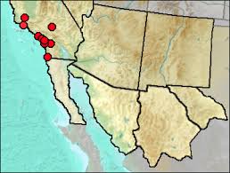 Attēlu rezultāti vaicājumam “Sorex sp.”