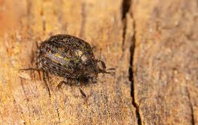 Attēlu rezultāti vaicājumam “Cytilus sericeus”