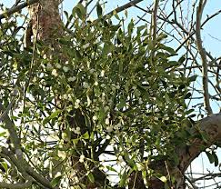 Attēlu rezultāti vaicājumam “Viscum album female flower”