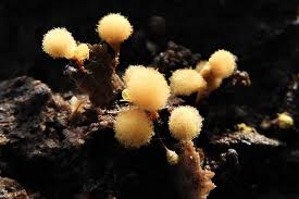 Attēlu rezultāti vaicājumam “Hemitrichia calyculata”