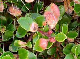 Attēlu rezultāti vaicājumam “Exobasidium uvae-ursi”