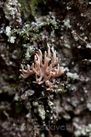 Attēlu rezultāti vaicājumam “Lentaria epichnoa”