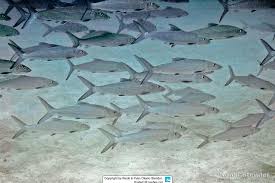 Image result for Albula glossodonta