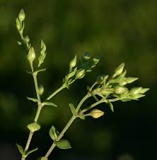 Attēlu rezultāti vaicājumam “Arenaria serpyllifolia”
