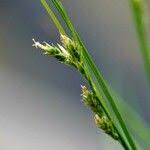 Attēlu rezultāti vaicājumam “Carex montana”