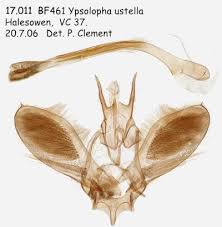 Attēlu rezultāti vaicājumam “Ypsolophidae”