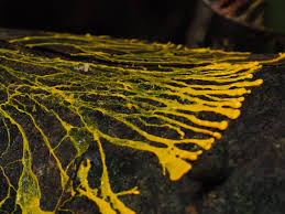 Attēlu rezultāti vaicājumam “Physarum virescens young”