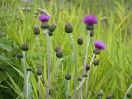 Attēlu rezultāti vaicājumam “Cirsium heterophyllum”