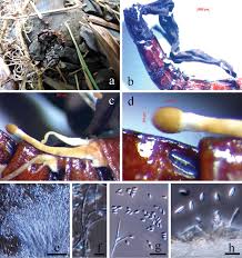 Attēlu rezultāti vaicājumam “Cordyceps stylophora”