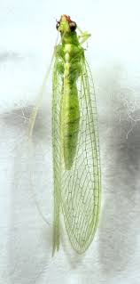 Attēlu rezultāti vaicājumam “Coniopterygidae”