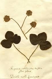 Attēlu rezultāti vaicājumam “Hepatica nobilis leaf”