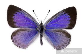 Attēlu rezultāti vaicājumam “Celastrina argiolus”