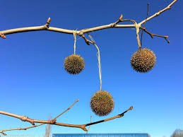 Attēlu rezultāti vaicājumam “Platanus x hispanica (syn. Platanus x acerifolia)”