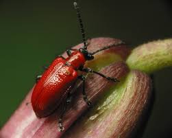 Attēlu rezultāti vaicājumam “Lilioceris lilii”