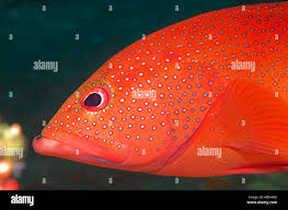 Image result for Cephalopholis fulva