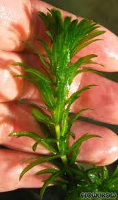 Attēlu rezultāti vaicājumam “Hydrilla verticillata”