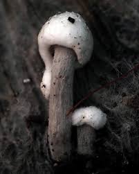 Attēlu rezultāti vaicājumam “Asterophora lycoperdoides”