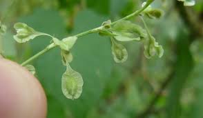 Attēlu rezultāti vaicājumam “Fallopia dumetorum”