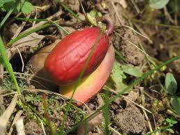 Attēlu rezultāti vaicājumam “Quercus robur fruit”