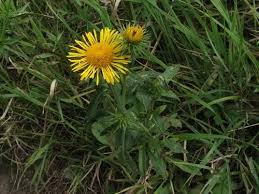 Attēlu rezultāti vaicājumam “Inula britannica bud”