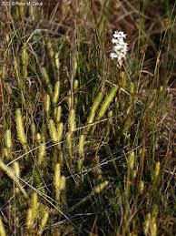 Attēlu rezultāti vaicājumam “Lycopodiella inundata”