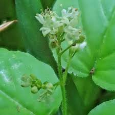 Attēlu rezultāti vaicājumam “Trichia alpina young”