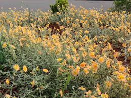 Attēlu rezultāti vaicājumam “Helianthemum nummularium leaf”