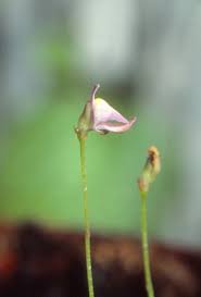 Attēlu rezultāti vaicājumam “Utricularia minor bud”