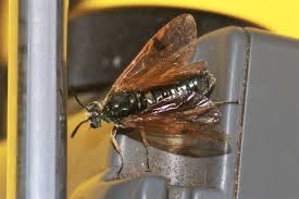 Attēlu rezultāti vaicājumam “Arge ustulata”