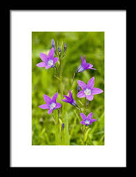 Image result for Campanula patula