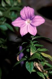 Image result for Browallia speciosa