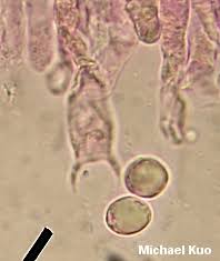Attēlu rezultāti vaicājumam “Clavulina rugosa”