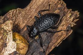 Attēlu rezultāti vaicājumam “Tenebrionidae”