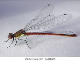 Attēlu rezultāti vaicājumam “Pyrrhosoma nymphula”