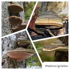 Attēlu rezultāti vaicājumam “Phellinus igniarius”