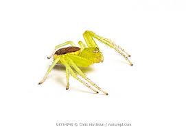 Attēlu rezultāti vaicājumam “Diaea dorsata female”