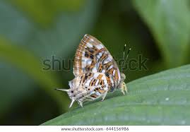 Attēlu rezultāti vaicājumam “Riodinidae”