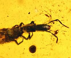 Attēlu rezultāti vaicājumam “Raphidioptera larva”