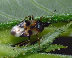 Attēlu rezultāti vaicājumam “Anthocoris nemorum”