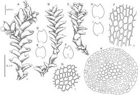 Attēlu rezultāti vaicājumam “Nardia scalaris cells”