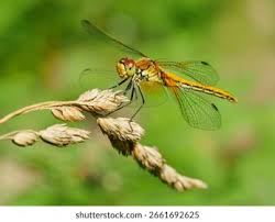 Attēlu rezultāti vaicājumam “Sympetrum flaveolum”