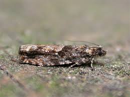 Attēlu rezultāti vaicājumam “Epinotia immundana”