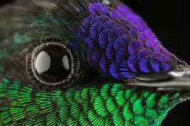 Attēlu rezultāti vaicājumam “macro”