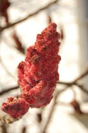 Attēlu rezultāti vaicājumam “Rhus typhina flower”