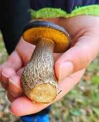 Attēlu rezultāti vaicājumam “Leccinum melaneum”